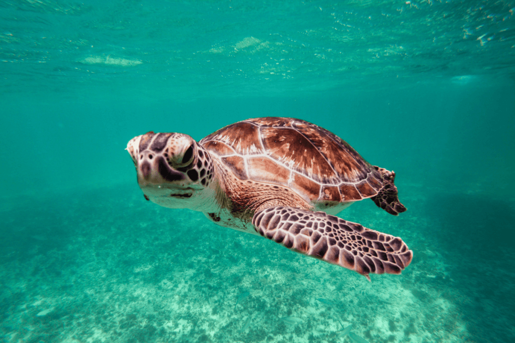 loggerhead sea turtle swimming in the blue sea
