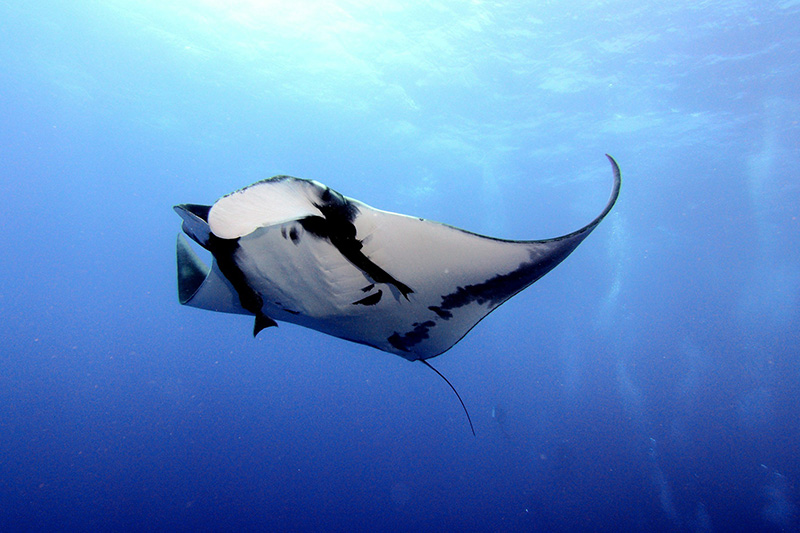 Giant Manta Rays